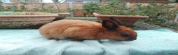 Netherland Dwarf rabbits for sale: Baby Netherland Dwarf Males - Advert 6