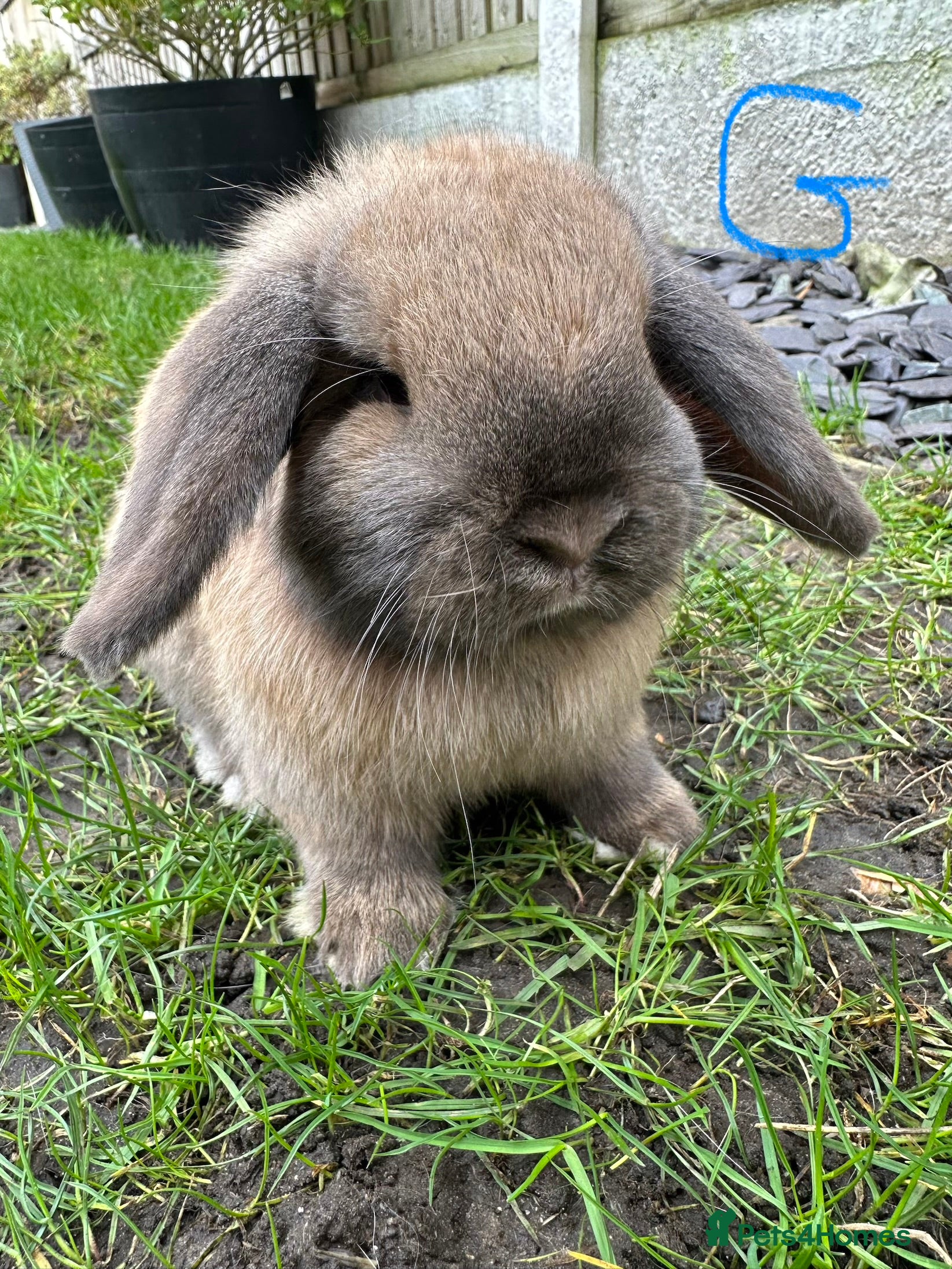 Mini Lop rabbits Mini Lop Rabbits For Sale  - Advert 1