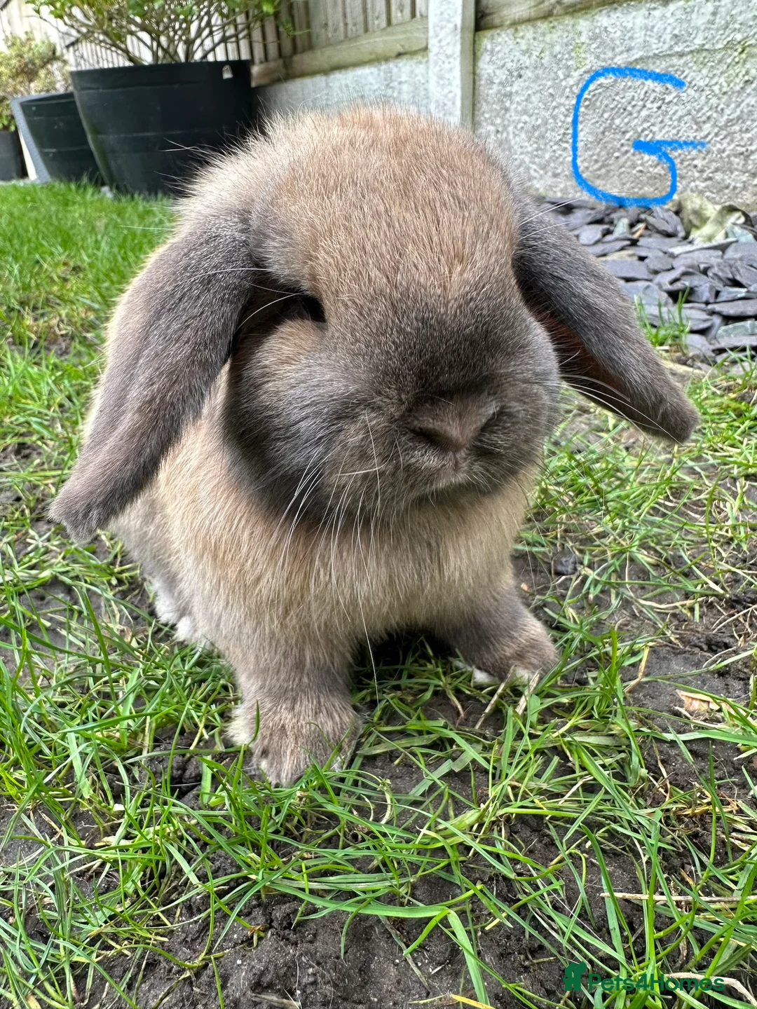 Mini Lop rabbits for sale: Mini Lop Rabbits For Sale  - Advert 1
