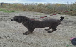 Mixed Breed dogs for adoption: Frank - North Walsham Norfolk  - Image 5