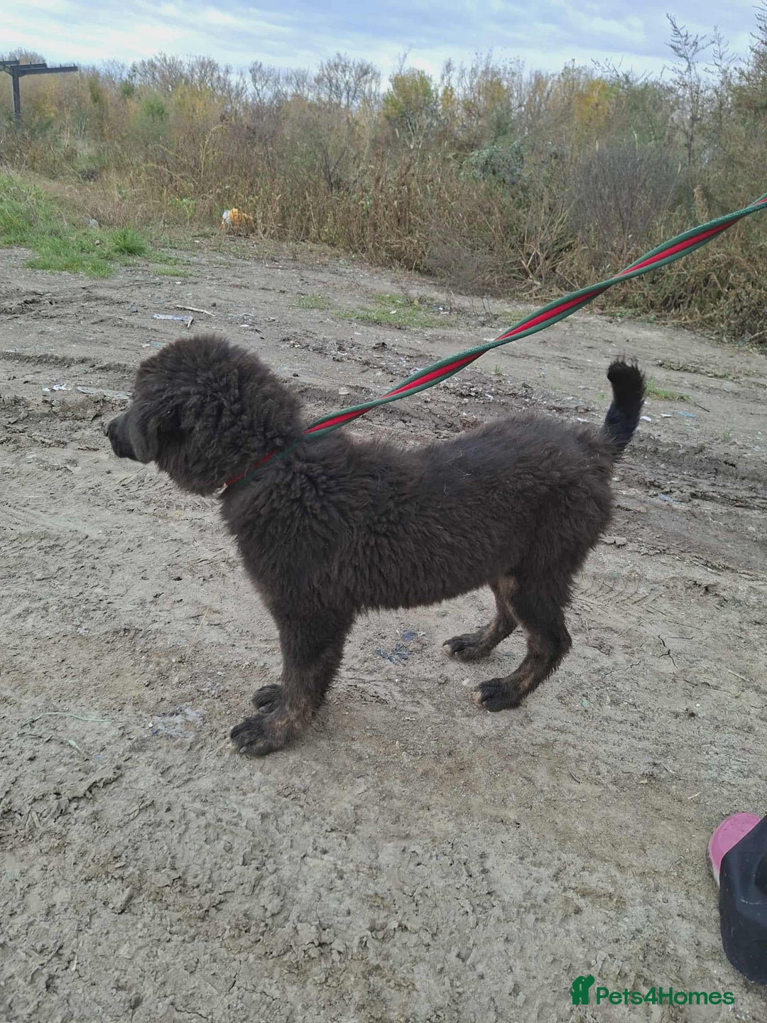 Mixed Breed dogs for adoption: Frank - North Walsham Norfolk  - Image 5