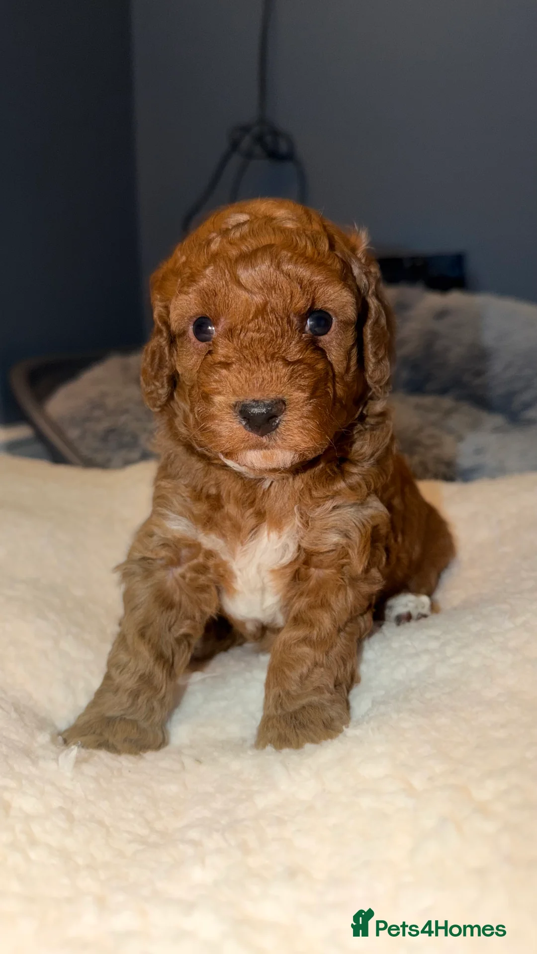 Cockapoo dogs for sale: COCKERPOO GIRLS F2B - Advert 3