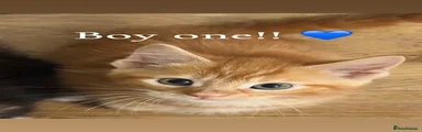 Maine Coon 1