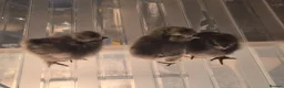 Chickens poultry for sale: Silkie chicks  in Manchester - Advert 4