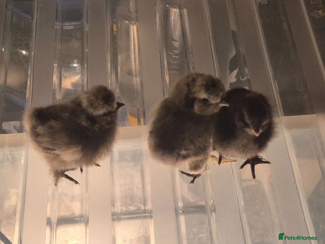 Chickens poultry for sale: Silkie chicks  in Manchester - Advert 4