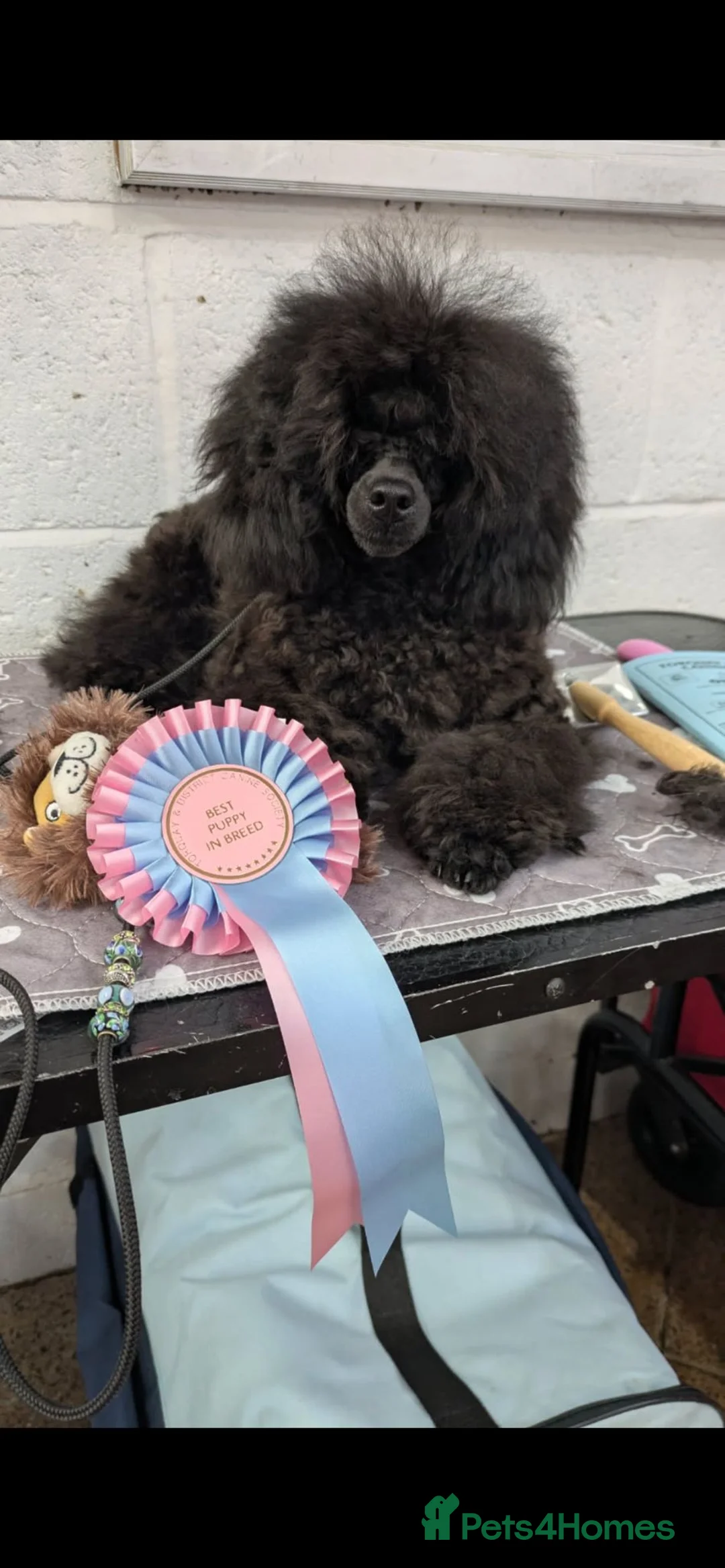 Toy Poodle dogs for sale: Beautiful Small Toy – Fantastic Temperament - Advert 1