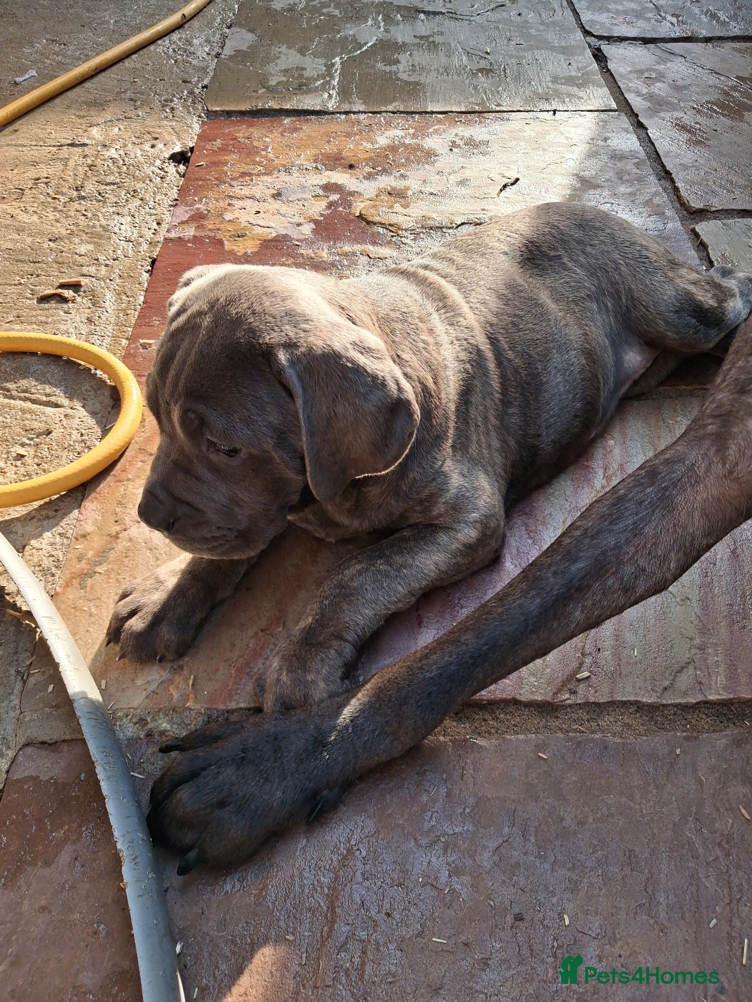Cane Corso dogs ICCF Registered 🧬🏆 Cane Corso pups. - Advert 2