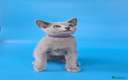 Russian Blue cats for sale: Russian Blue kittens Tica registered  - Image 14