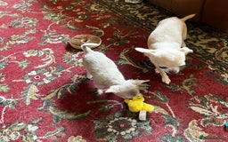 Chihuahua dogs for sale: Chihuahua for sale - Image 3