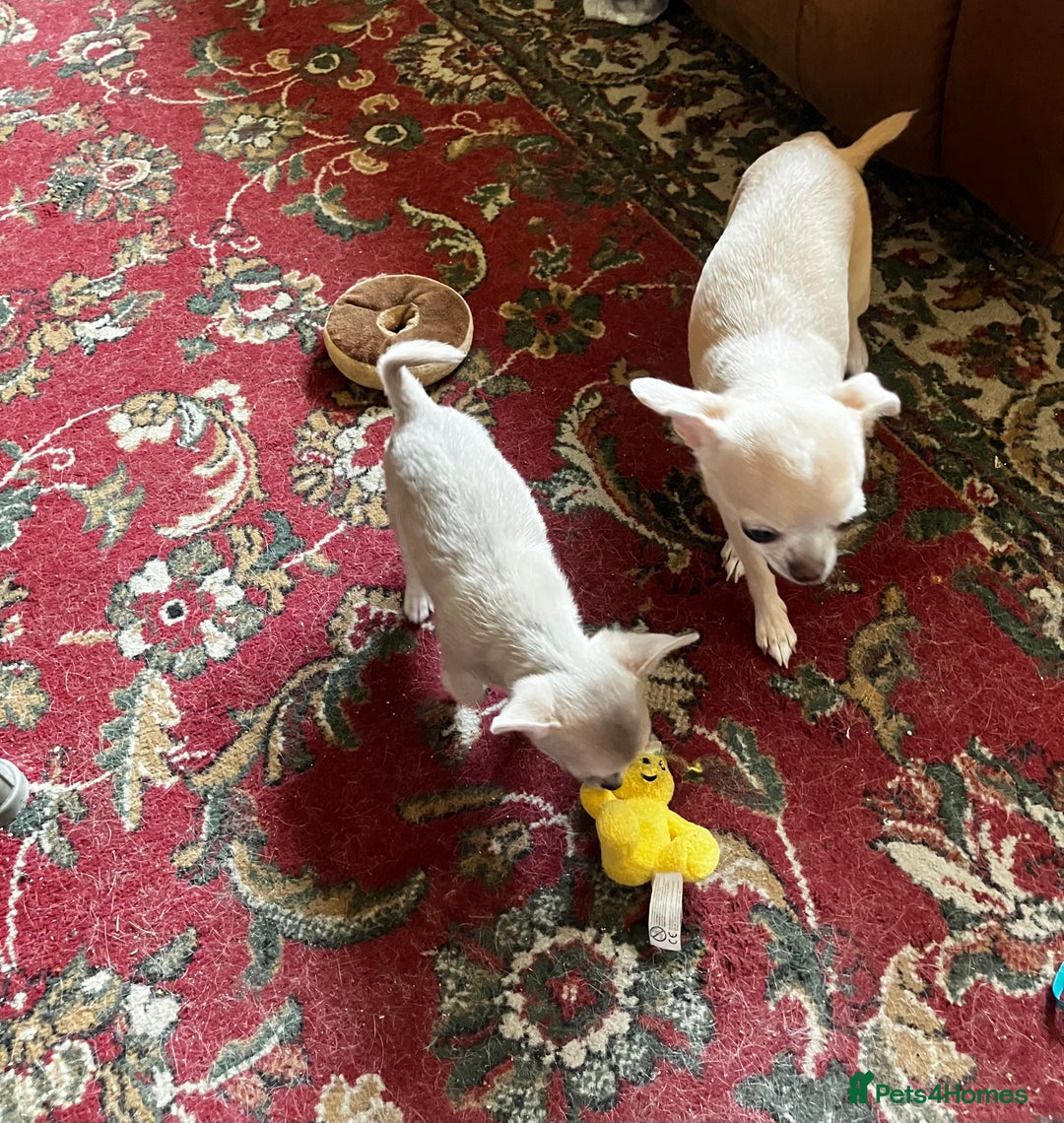 Chihuahua dogs for sale: Chihuahua for sale - Image 3