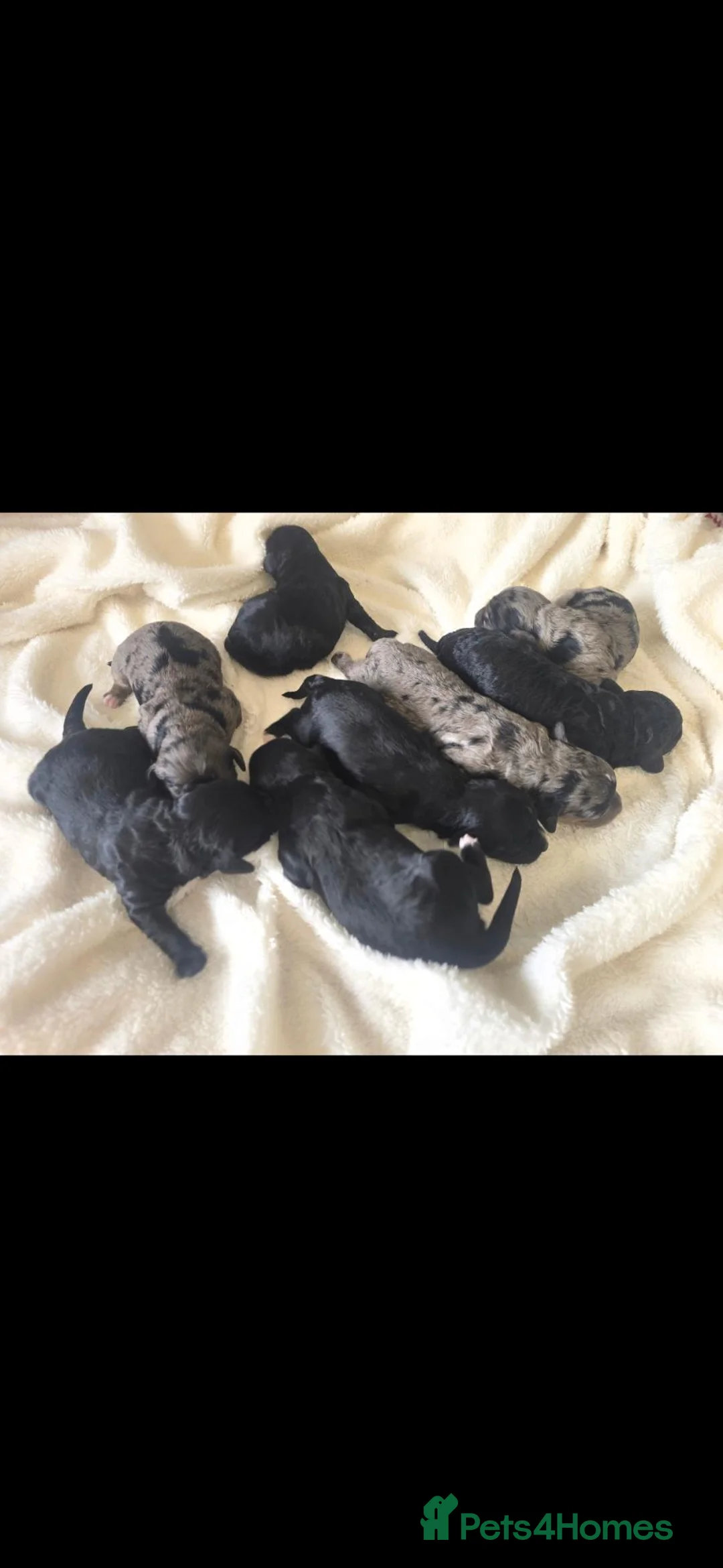 Cavapoochon dogs for sale: Cavapoochon puppies  in Llandeilo - Advert 1