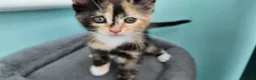 Mixed Breed cats for sale: 🐱 3 Beautiful Friendly Tabby Kittens in Milton Keynes - Advert 20
