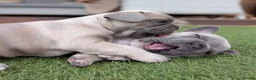 French Bulldog dogs for sale: French bulldog puppies  - Advert 17