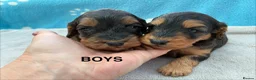 Cockapoo dogs for sale: F1 Cockapoo Puppies Available! - Advert 3