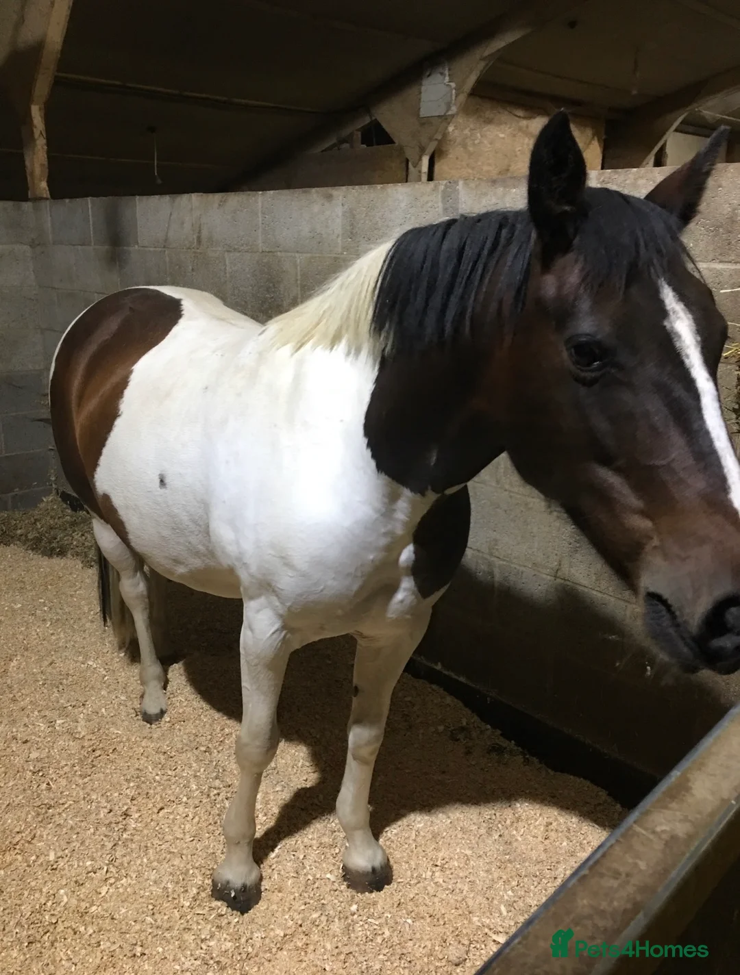 Other Breed horses for sale: FLOSSIE BEAUTIFUL SKEWBALD HOMEBRED MARE  - Advert 6