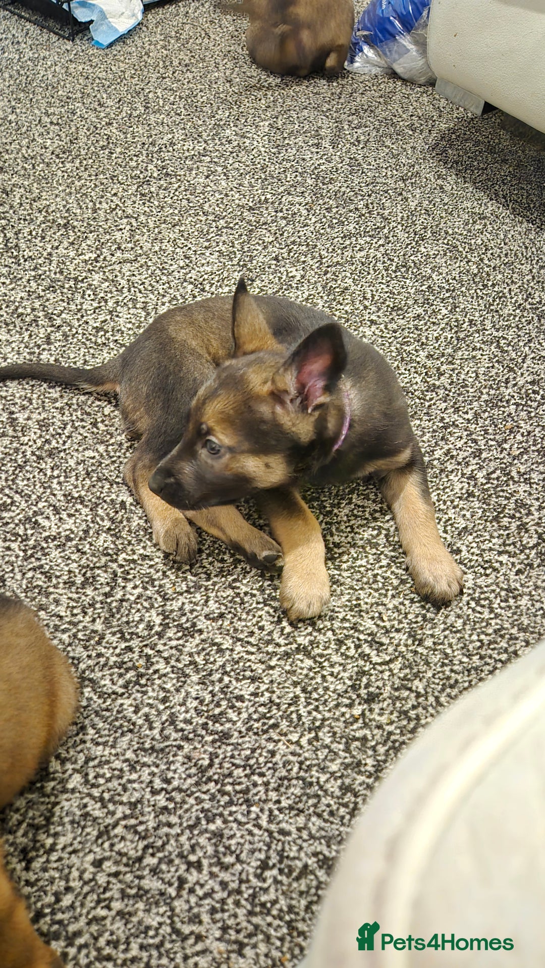 Belgian Shepherd Dog dogs for sale: Belgian Malinois puppies - Advert 11