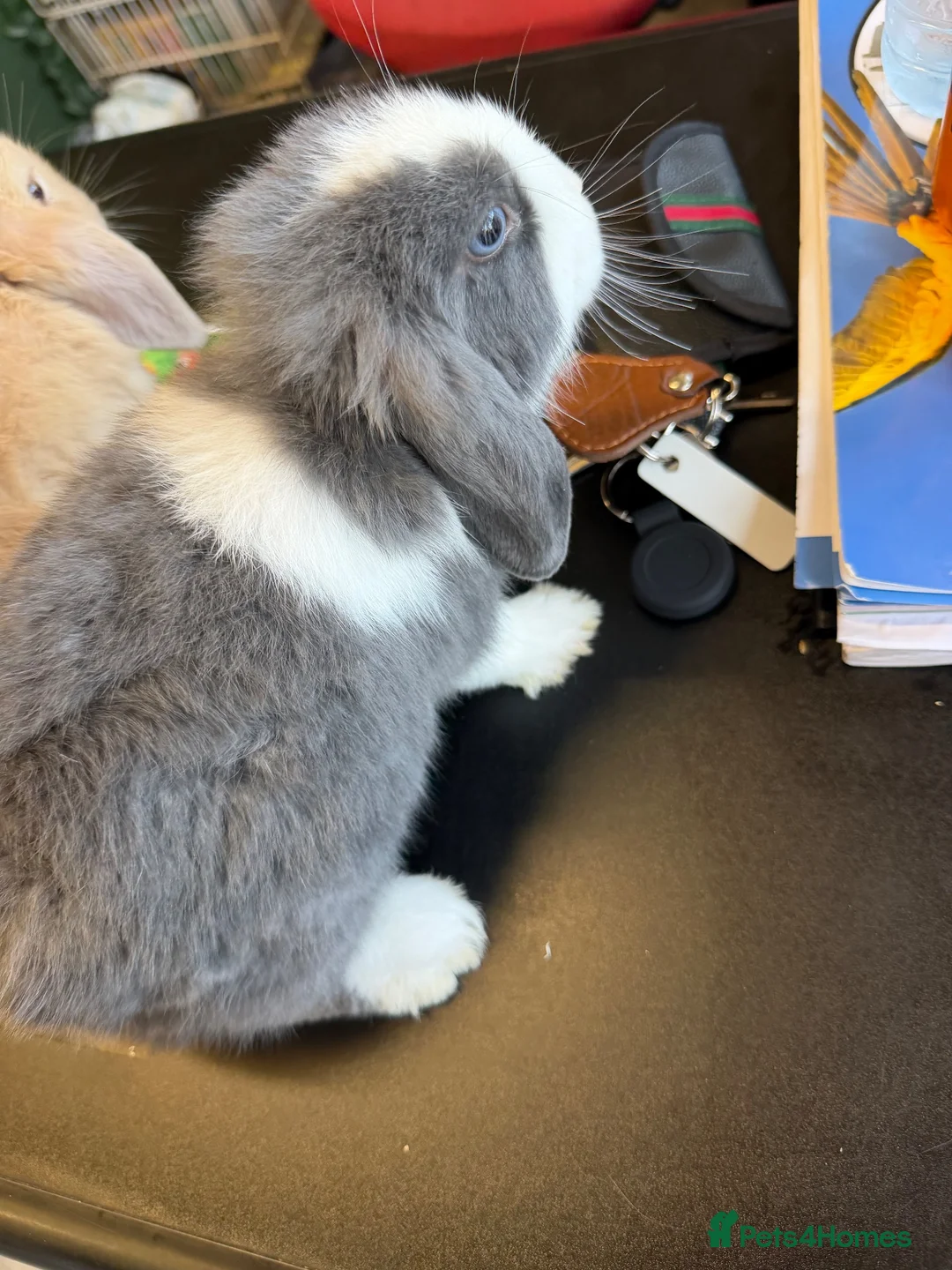 Mini Lop rabbits for sale: Gray and white mini lop  in Ilford - Advert 2