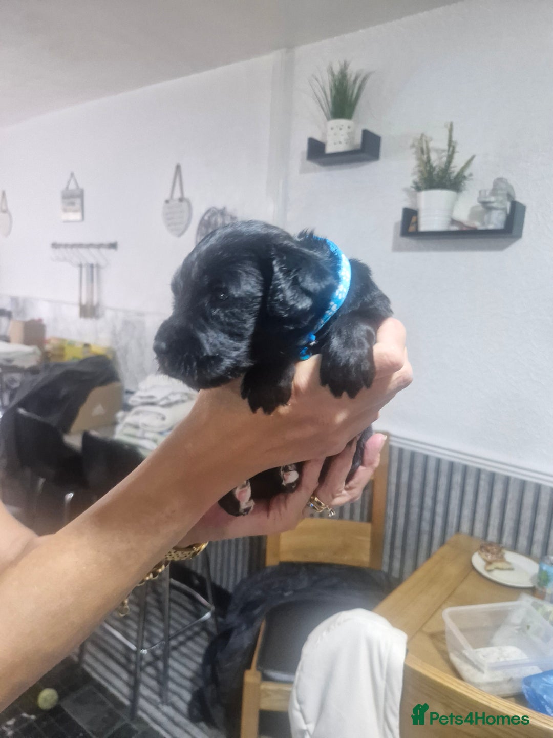 Mixed Breed dogs for sale: Labradoodle x - Image 4