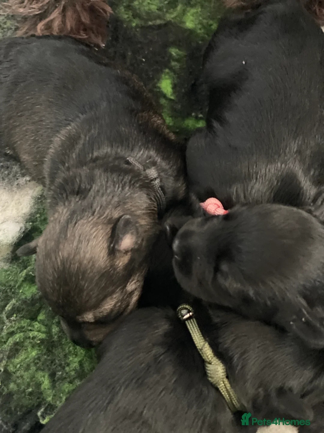 Miniature Schnauzer dogs for sale: 5*KC MINIATURE SCHNAUZER PUPPIES  - Advert 16