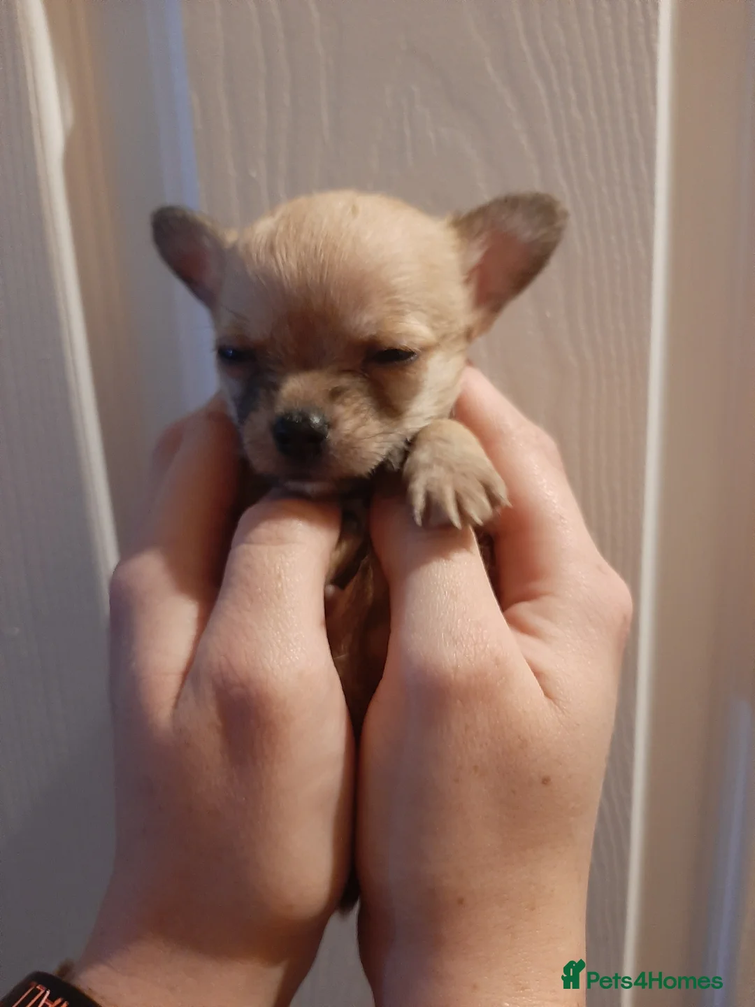 Mixed Breed dogs for sale: £650. Male chihuahua x - Advert 16