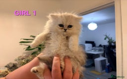 Persian cats for sale: READY NOW! Persian chinchilla kittens - Image 11