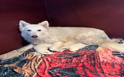 White Swiss Shepherd dogs for sale: Stunning White Swiss Shepherd pups - Advert 1