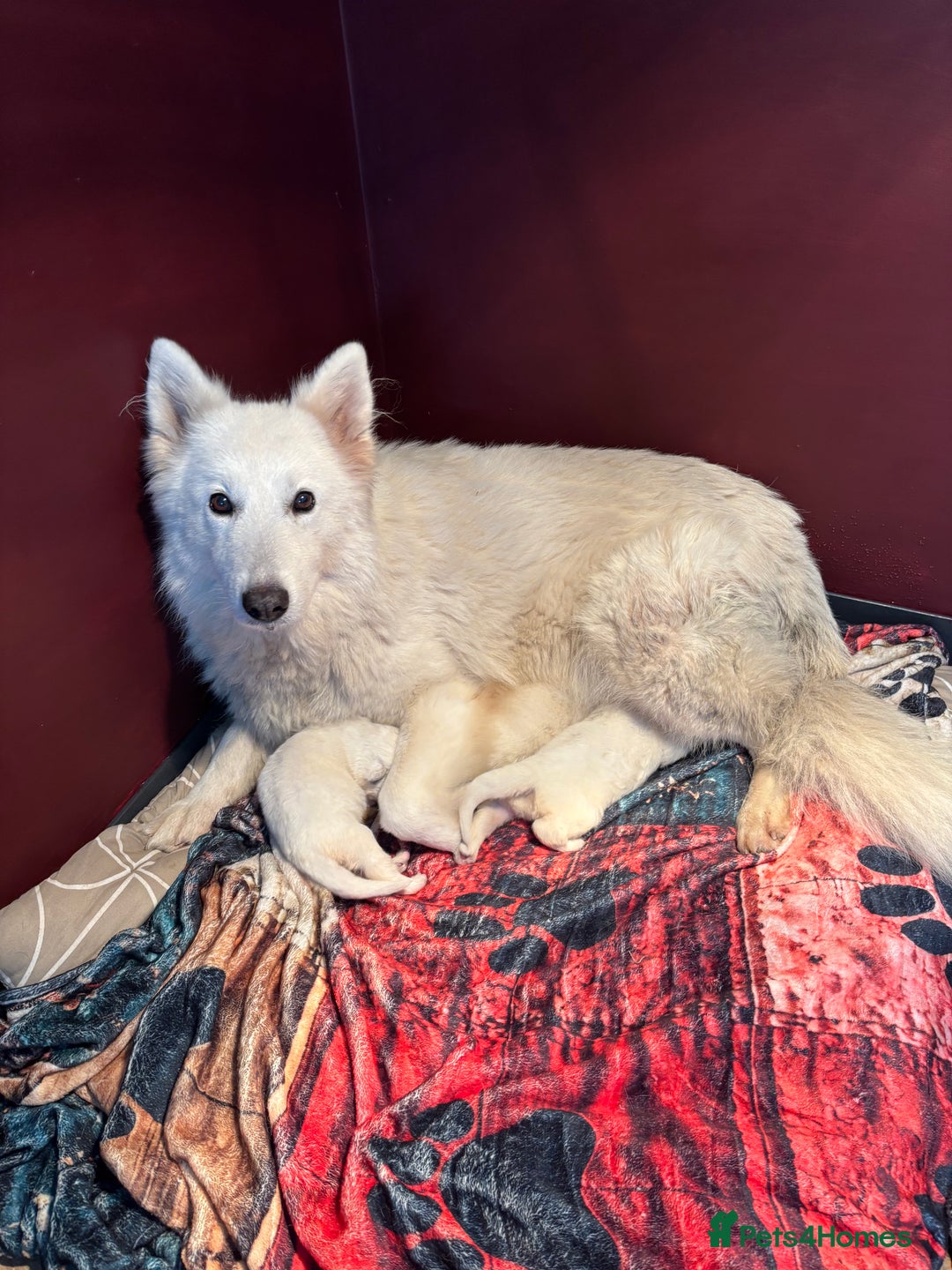 White Swiss Shepherd dogs for sale: Stunning White Swiss Shepherd pups - Advert 1