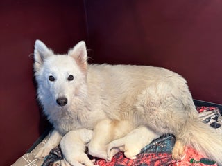 White Swiss Shepherd dogs Stunning White Swiss Shepherd pups - Advert 2
