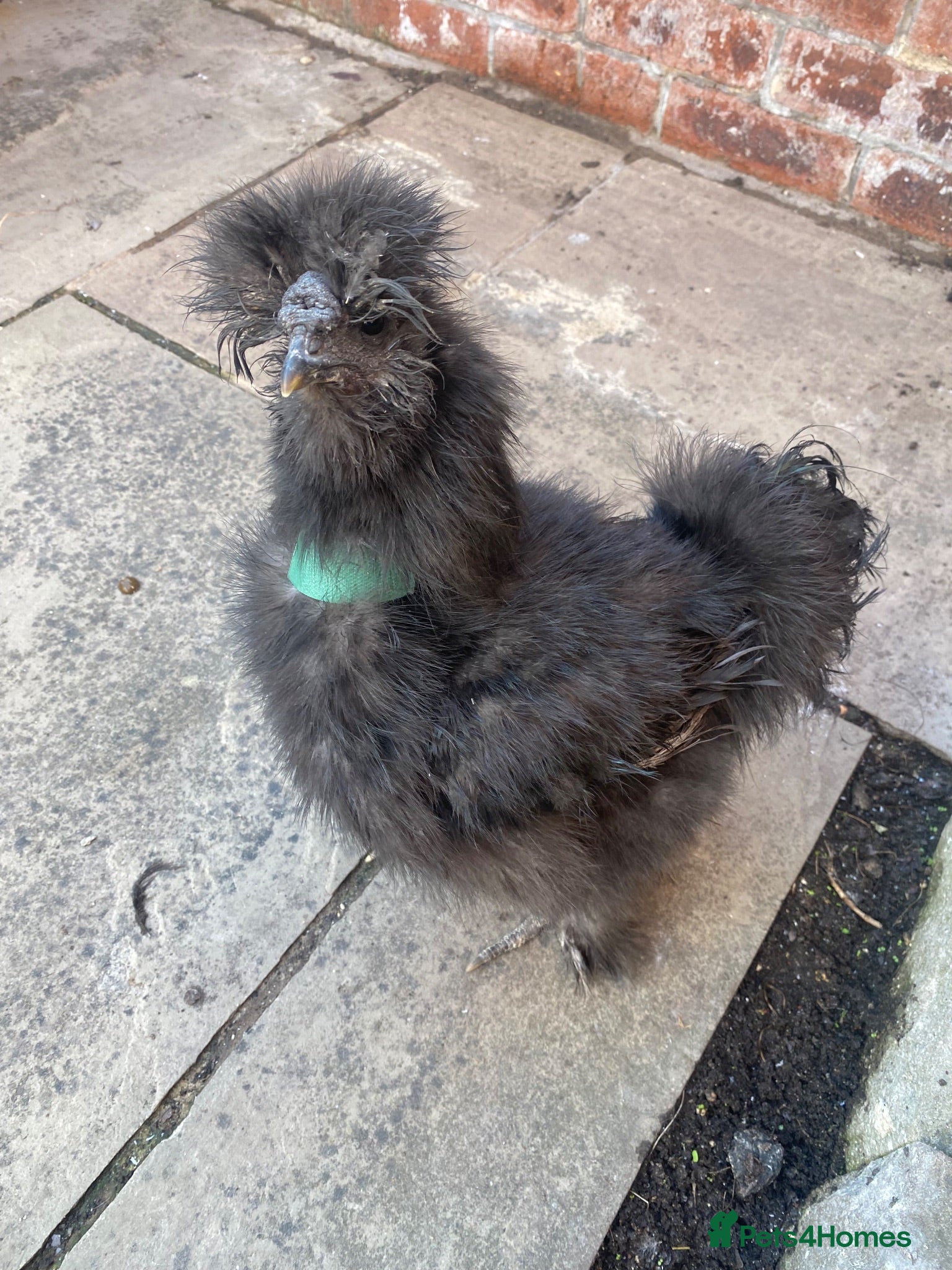 Chickens poultry Silkie - Advert 2