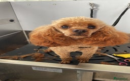 Toy Poodle dogs for stud: Kc toy poodle STUD ONLY  - Image 7