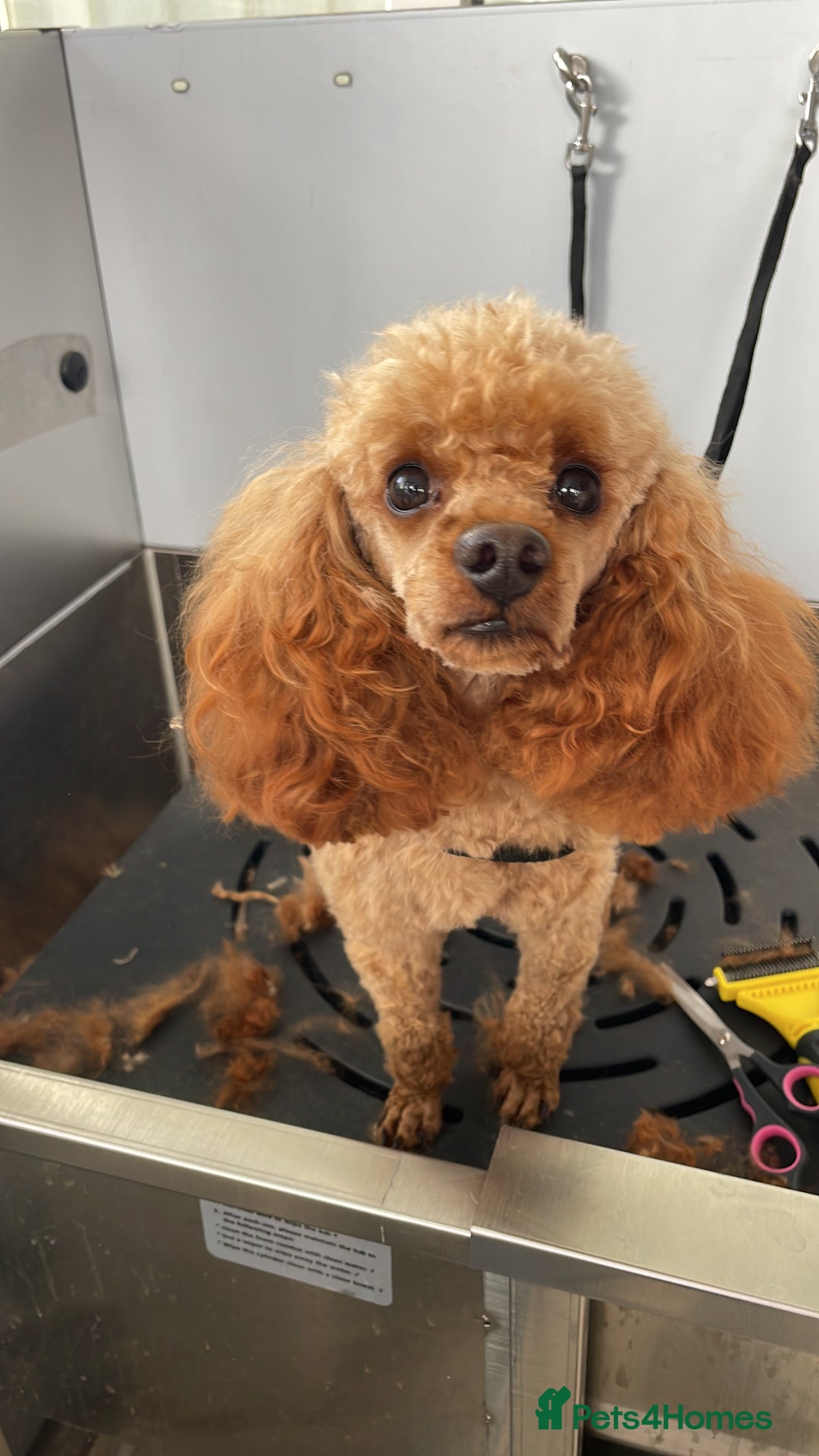 Toy Poodle dogs for stud: Kc toy poodle STUD ONLY  - Image 7