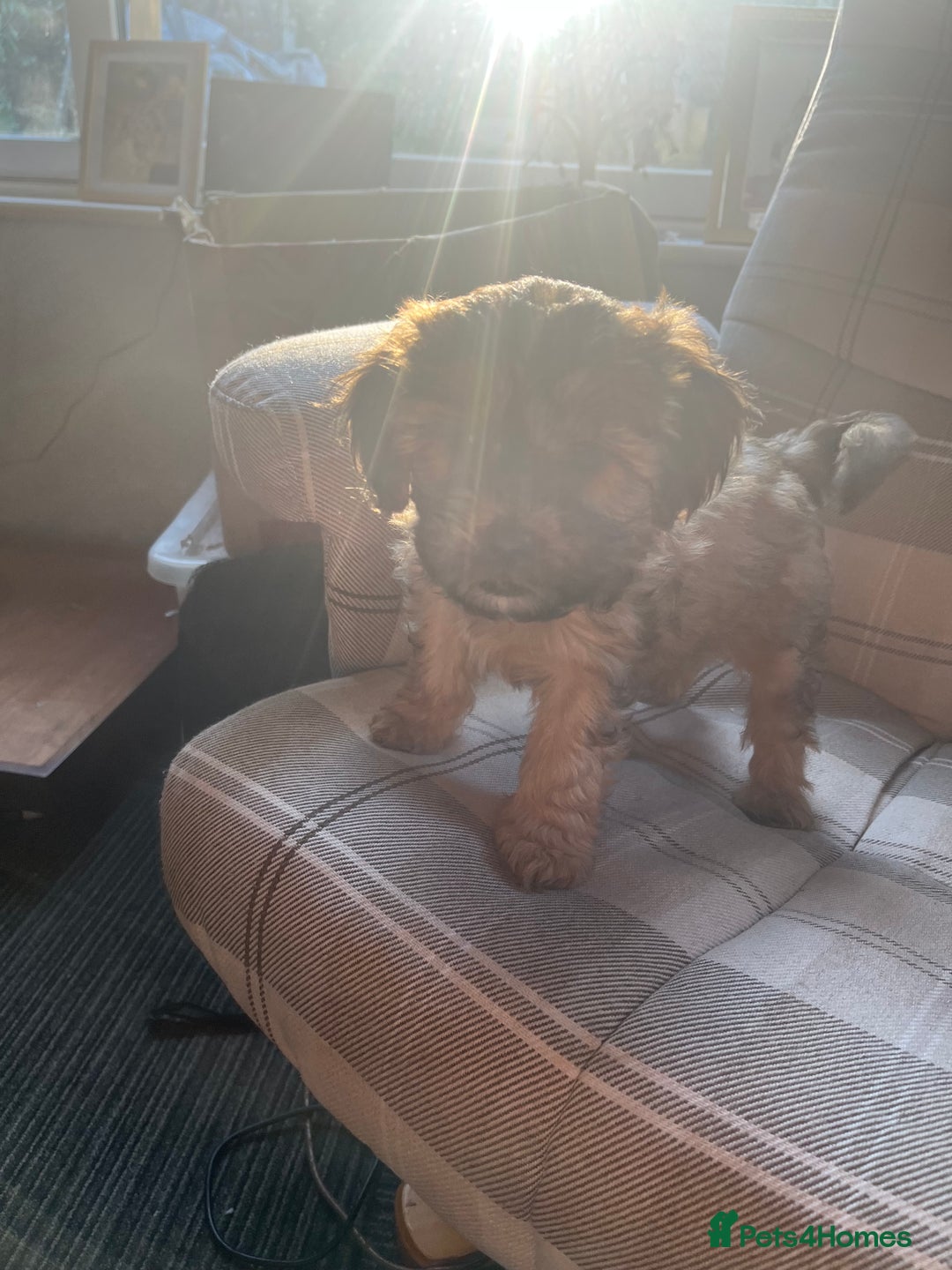 Mixed Breed dogs for sale: Shihpoo x Cockapoo puppies  - Advert 11
