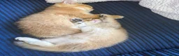 British Shorthair cats for sale: 🐾 Beautiful British Shorthair Golden Kittens 🐾 - Advert 10