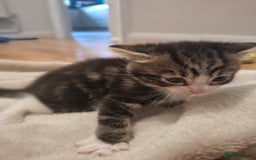 Mixed Breed cats for sale: Mixed colour kittens  - Image 24