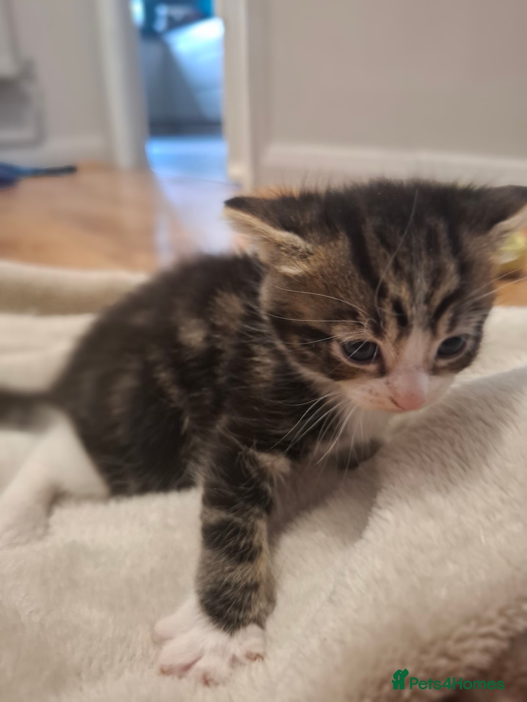Mixed Breed cats for sale: Mixed colour kittens  - Image 24