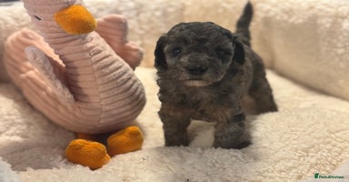 Cockapoo dogs - Advert 5