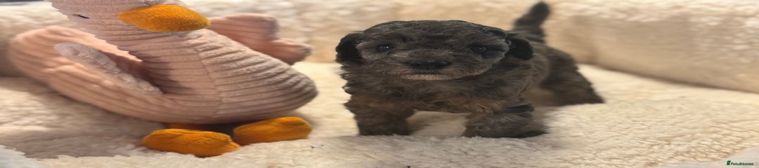 Cockapoo Puppy 5