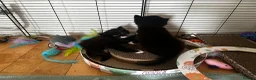 Mixed Breed cats for sale: 2 beautiful kittens  - Advert 7