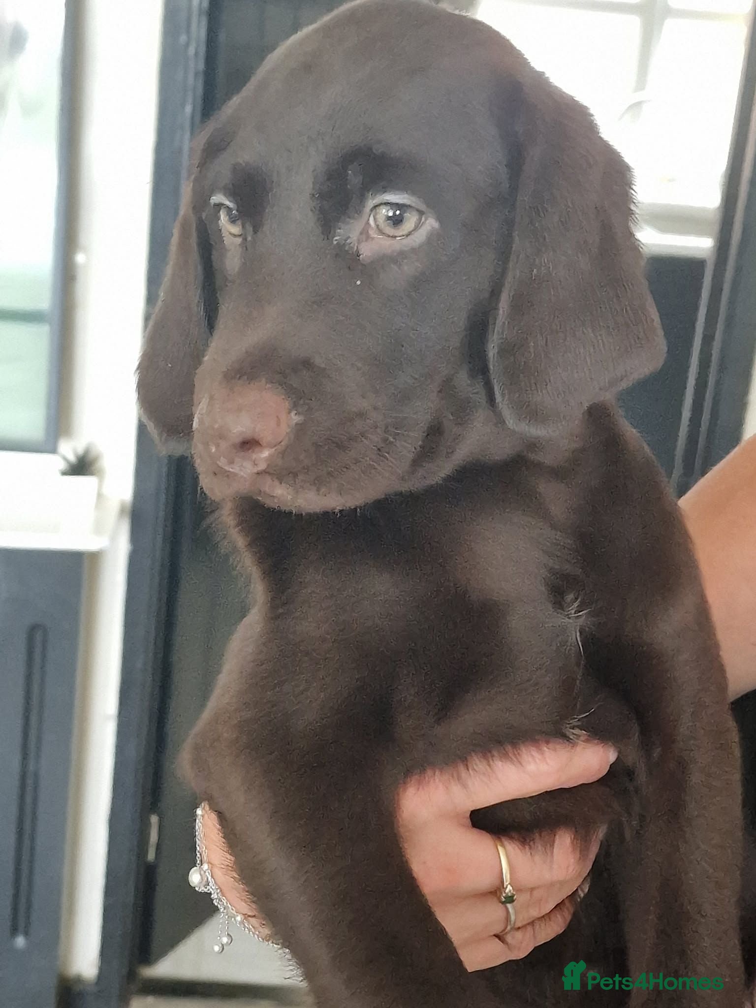 Labradoodle dogs  Last 2 labradoodle puppies, 1 white,1 brown boys  - Advert 5
