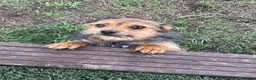 Mixed Breed dogs for sale: Buddy - Advert 6