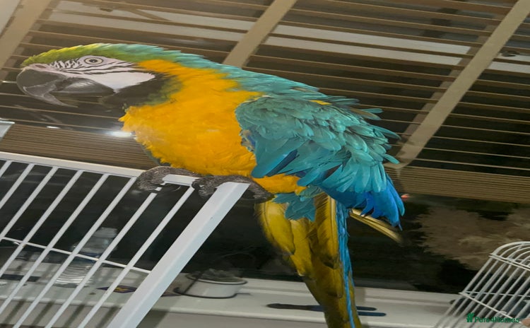 Macaws birds - Advert 1