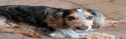 Cocker Spaniel dogs for sale: Cutest Cocker Spaniel Girls - Advert 16