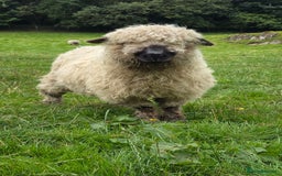 Sheep livestock for sale: Dartmoor cross valais  - Image 3