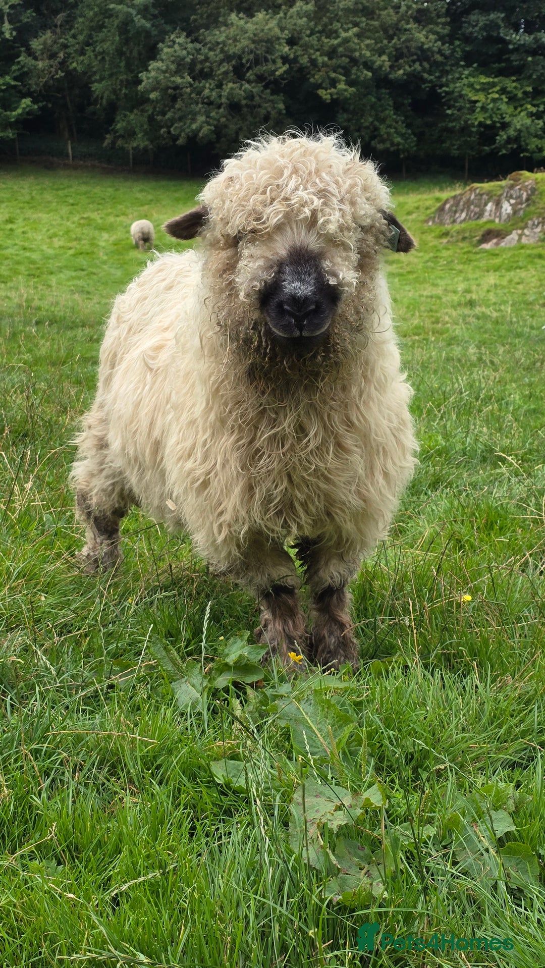 Sheep livestock for sale: Dartmoor cross valais  - Image 3