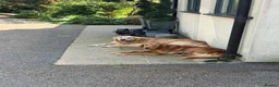 Golden Retriever dogs for sale: Golden Retriever puppies available July - Advert 2