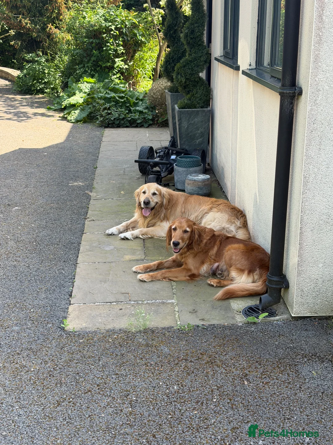 Golden Retriever dogs for sale: Golden Retriever puppies available July - Advert 2