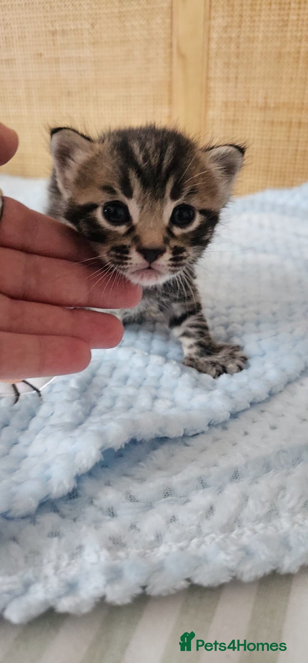 Mixed Breed cats for sale: Beautiful Bengal Mix Kittens - Advert 33