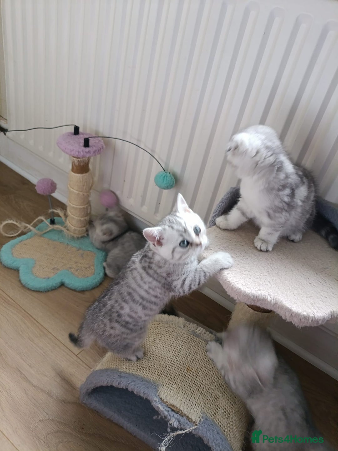 British Shorthair cats for sale: Beautiful  British Shorthair kittens  - Advert 13