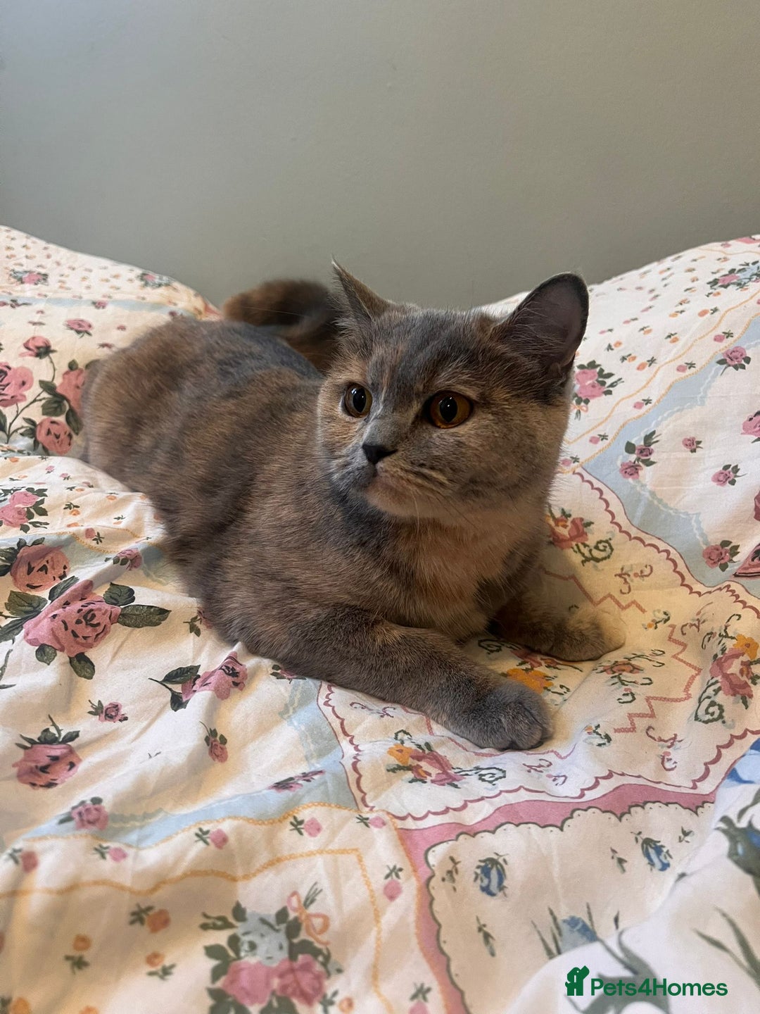 British Shorthair cats for sale: GCCF Registered tortie British Shorthair girl - Advert 2