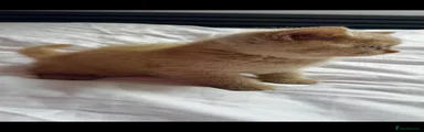 British Shorthair 6